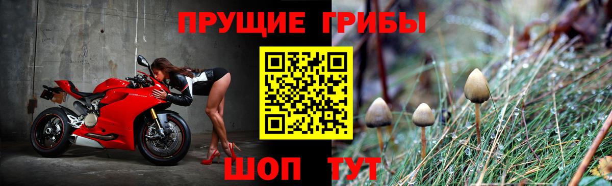 Псилоцибиновые грибы Cubensis Сургут